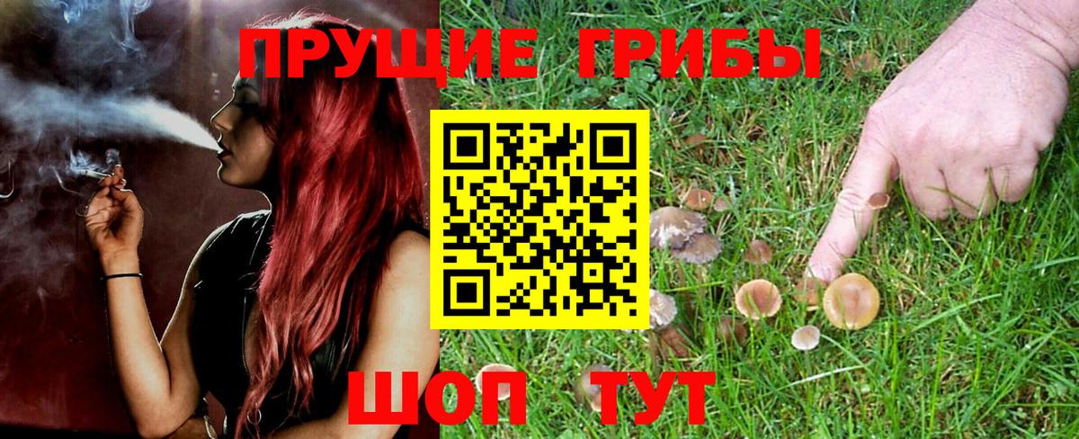 Галлюциногенные грибы Psilocybine cubensis Асино